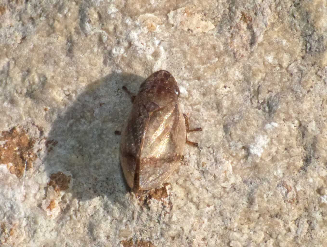 Lepyronia coleoptrata e Philaenus spumarius